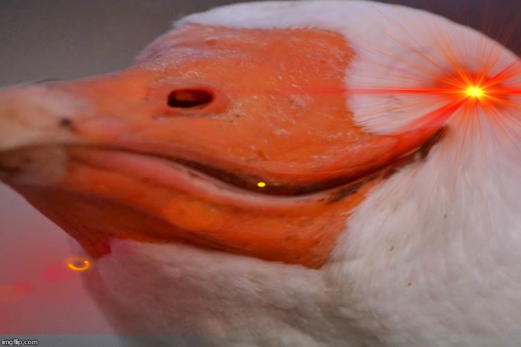dolan dark located a T H O T | image tagged in memes,dolan,thots,thot,duck | made w/ Imgflip meme maker
