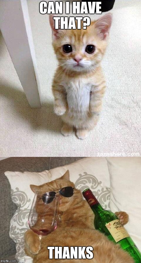 me everytime i see someone eat somthing i like | CAN I HAVE THAT? THANKS | image tagged in funny cats | made w/ Imgflip meme maker