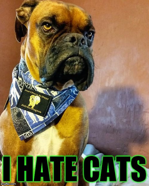 Grumpy Dog | I HATE CATS | image tagged in grumpy dog | made w/ Imgflip meme maker