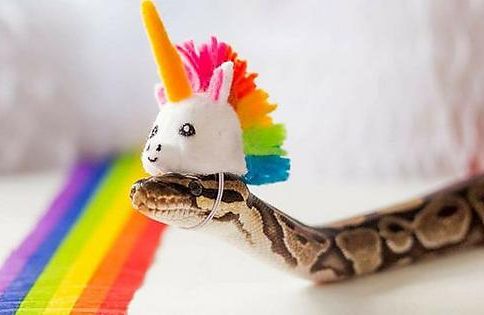 Snake with Unicorn Hat Blank Meme Template