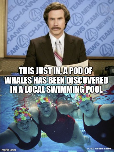 THIS JUST IN, A POD OF WHALES HAS BEEN DISCOVERED IN A LOCAL SWIMMING POOL | image tagged in ron burgundy,fat | made w/ Imgflip meme maker