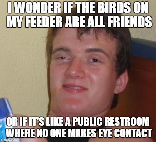 see comments section | I WONDER IF THE BIRDS ON MY FEEDER ARE ALL FRIENDS; OR IF IT'S LIKE A PUBLIC RESTROOM WHERE NO ONE MAKES EYE CONTACT | image tagged in memes,10 guy,trhtimmy,help | made w/ Imgflip meme maker