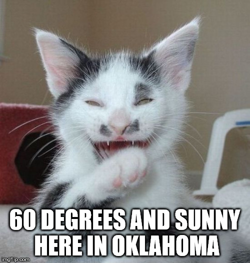 Laughing Cat 2 | 60 DEGREES AND SUNNY HERE IN OKLAHOMA | image tagged in laughing cat 2 | made w/ Imgflip meme maker