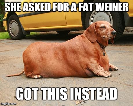 fat dachshund | SHE ASKED FOR A FAT WEINER; GOT THIS INSTEAD | image tagged in fat dachshund | made w/ Imgflip meme maker