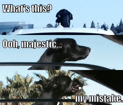 Such high hopes | What's this? Ooh, majestic... my mistake. | image tagged in dogs,dog,doge,funny dogs | made w/ Imgflip meme maker