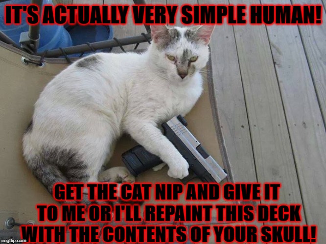 CAT NIP OR DEATH | IT'S ACTUALLY VERY SIMPLE HUMAN! GET THE CAT NIP AND GIVE IT TO ME OR I'LL REPAINT THIS DECK WITH THE CONTENTS OF YOUR SKULL! | image tagged in cat nip or death | made w/ Imgflip meme maker