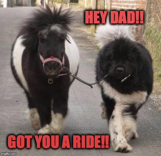 Dad's New Ride | HEY DAD!! GOT YOU A RIDE!! | image tagged in newfie and pony | made w/ Imgflip meme maker