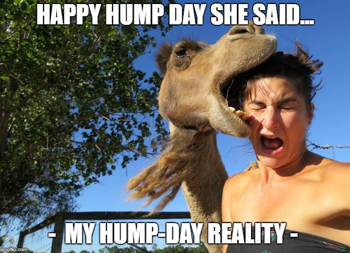 hump day | HAPPY HUMP DAY SHE SAID... -  MY HUMP-DAY REALITY - | image tagged in hump day | made w/ Imgflip meme maker