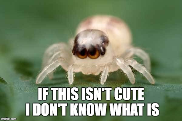 Cutest Spider Ever | IF THIS ISN'T CUTE I DON'T KNOW WHAT IS | image tagged in spider | made w/ Imgflip meme maker