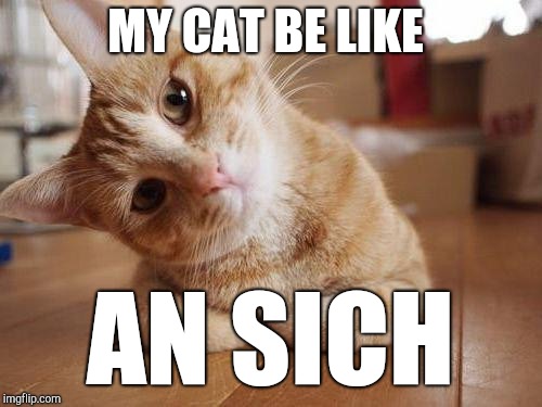 This isn't Schrodinger's cat? | MY CAT BE LIKE; AN SICH | image tagged in philosophy,immanuel kant,schrodinger,funny cat memes,roll safe think about it | made w/ Imgflip meme maker