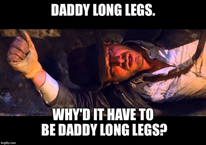 Daddy Long Legs | DADDY LONG LEGS. WHY'D IT HAVE TO BE DADDY LONG LEGS? | image tagged in indiana jones why'd it have to be snakes,daddy long legs,phobia,spiders,insects,fear | made w/ Imgflip meme maker