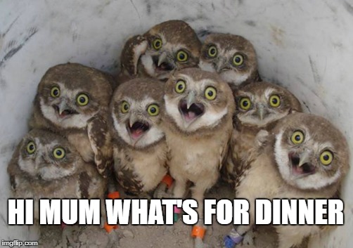 Kids be like | HI MUM WHAT'S FOR DINNER | image tagged in kids,parenting,owls,cute,hungry,dinner | made w/ Imgflip meme maker