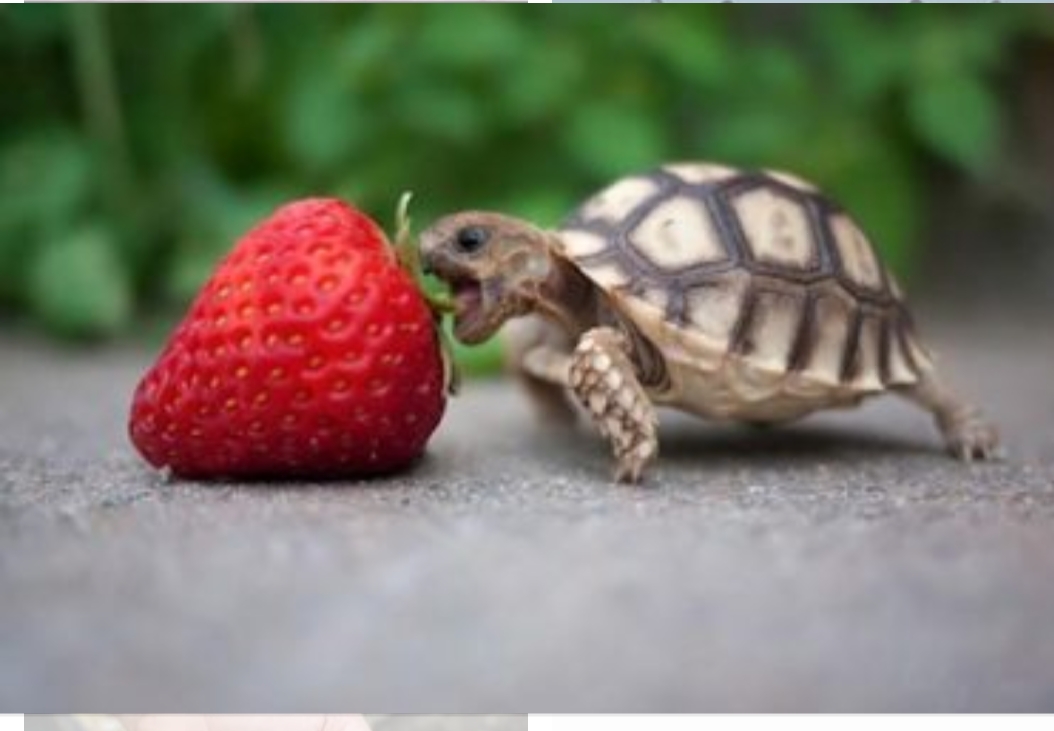Healthy baby turtle Blank Meme Template
