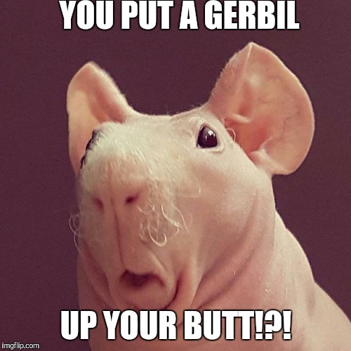 Surprised bald rat | YOU PUT A GERBIL; UP YOUR BUTT!?! | image tagged in surprised bald rat | made w/ Imgflip meme maker