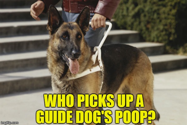 Inquiring minds and stuff... | WHO PICKS UP A GUIDE DOG'S POOP? | image tagged in funny,dogs | made w/ Imgflip meme maker