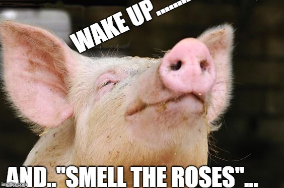 WAKE UP........... AND.."SMELL THE ROSES"... | made w/ Imgflip meme maker