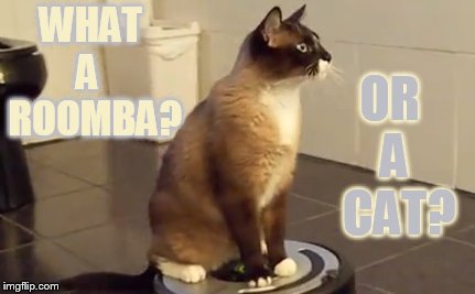 WHAT A   ROOMBA? OR  A   CAT? | made w/ Imgflip meme maker