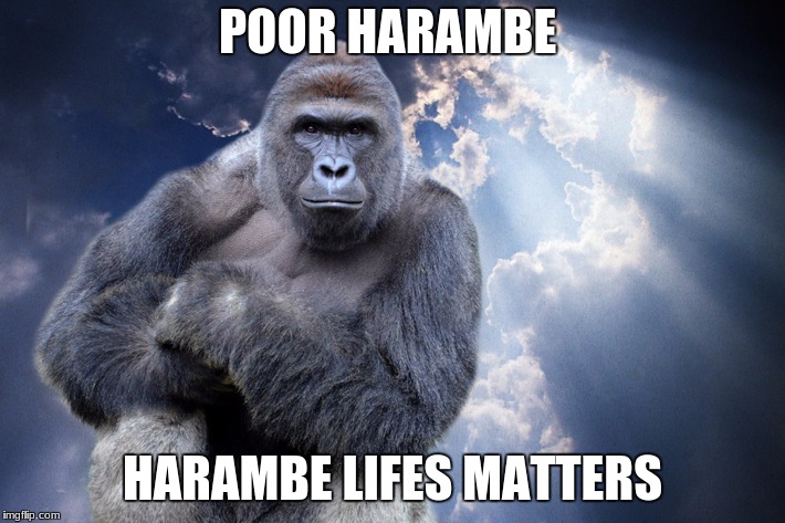 Dead Meme Week ( The first ever Gman03 Event!) |  POOR HARAMBE; HARAMBE LIFES MATTERS | image tagged in memes,dead | made w/ Imgflip meme maker