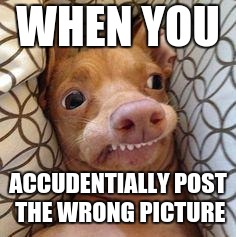 Ph dog | WHEN YOU; ACCUDENTIALLY POST THE WRONG PICTURE | image tagged in ph dog | made w/ Imgflip meme maker