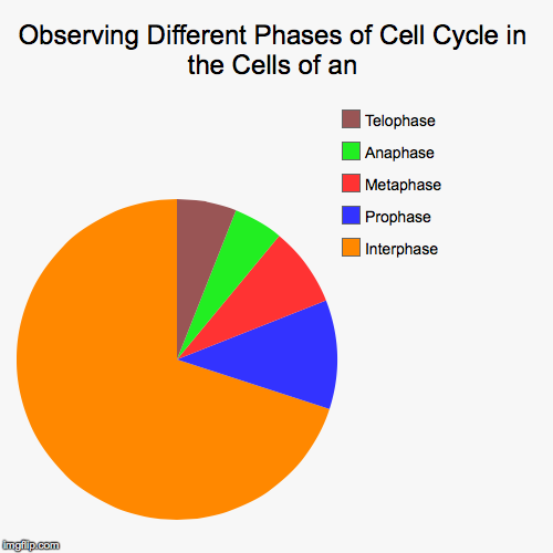 Observing Different Phases of Cell Cycle in the Cells of an Imgflip