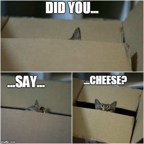 DID YOU... ...SAY... ...CHEESE? | image tagged in bobo | made w/ Imgflip meme maker