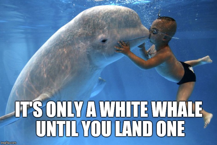 White Whale | IT'S ONLY A WHITE WHALE UNTIL YOU LAND ONE | image tagged in whale,cute,success kid,inspirational quote,kek | made w/ Imgflip meme maker