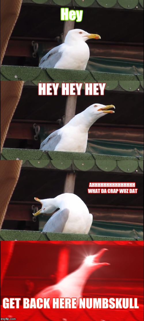 Seagull goes mad | Hey; HEY HEY HEY; AHHHHHHHHHHHHHHH WHAT DA CRAP WUZ DAT; GET BACK HERE NUMBSKULL | image tagged in memes,inhaling seagull | made w/ Imgflip meme maker
