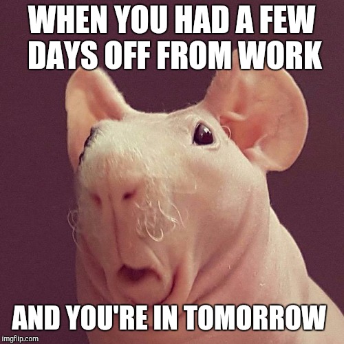 Surprised bald rat | WHEN YOU HAD A FEW DAYS OFF FROM WORK; AND YOU'RE IN TOMORROW | image tagged in surprised bald rat | made w/ Imgflip meme maker