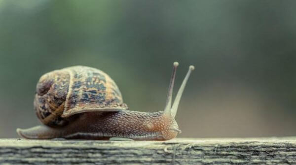 Snail Blank Meme Template