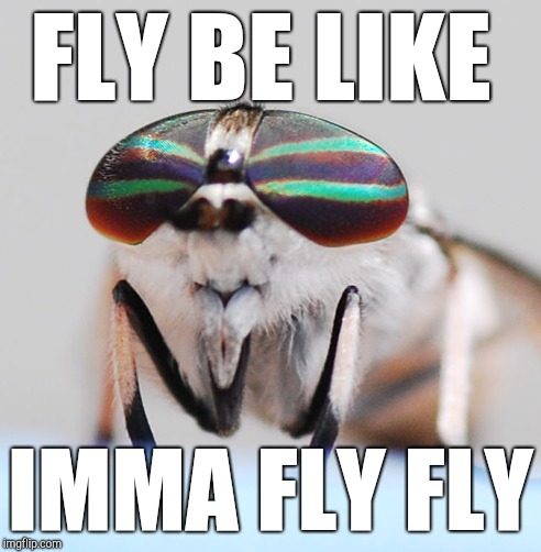 Pretty Fly for a Fly Fly | FLY BE LIKE; IMMA FLY FLY | image tagged in fly,cool,kek,funny memes,sunglasses | made w/ Imgflip meme maker