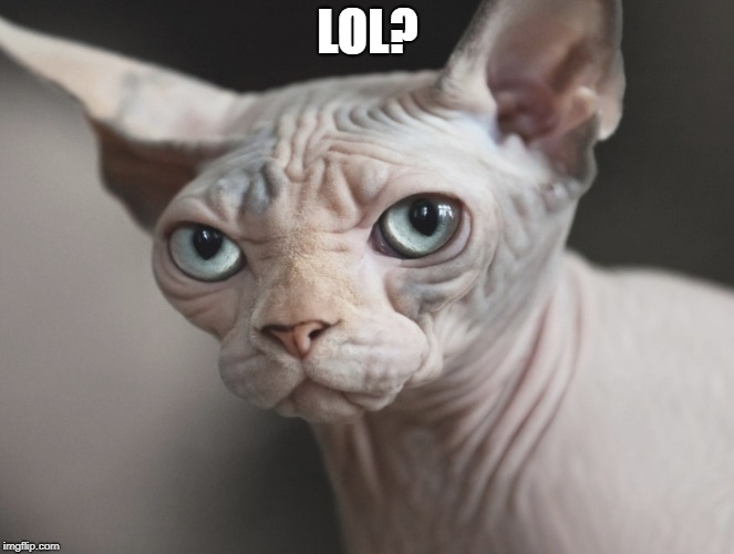 hairless | LOL? | image tagged in hairless | made w/ Imgflip meme maker