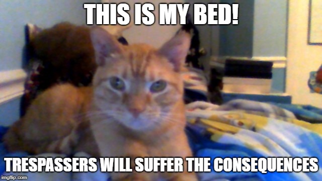 No Trespassers | THIS IS MY BED! TRESPASSERS WILL SUFFER THE CONSEQUENCES | image tagged in cat,bed | made w/ Imgflip meme maker