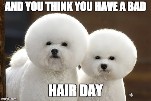 Bad hair day | AND YOU THINK YOU HAVE A BAD; HAIR DAY | image tagged in bad hair day,dogs,google images,maltese | made w/ Imgflip meme maker