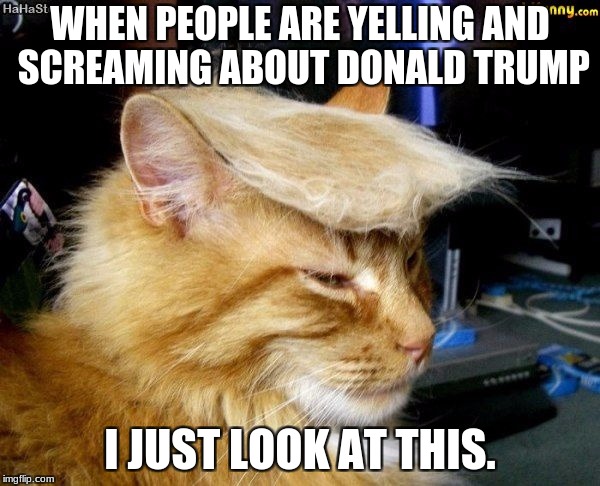 donald trump cat |  WHEN PEOPLE ARE YELLING AND SCREAMING ABOUT DONALD TRUMP; I JUST LOOK AT THIS. | image tagged in donald trump cat | made w/ Imgflip meme maker