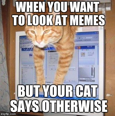 Computer Cat | WHEN YOU WANT TO LOOK AT MEMES; BUT YOUR CAT SAYS OTHERWISE | image tagged in computer cat | made w/ Imgflip meme maker