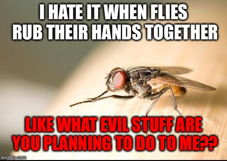 I hate it when flies/bugs do this | I HATE IT WHEN FLIES RUB THEIR HANDS TOGETHER; LIKE WHAT EVIL STUFF ARE YOU PLANNING TO DO TO ME?? | image tagged in fly evil plan,flies,memes,insects,evil,plan | made w/ Imgflip meme maker