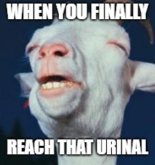 goat | WHEN YOU FINALLY; REACH THAT URINAL | image tagged in goat | made w/ Imgflip meme maker