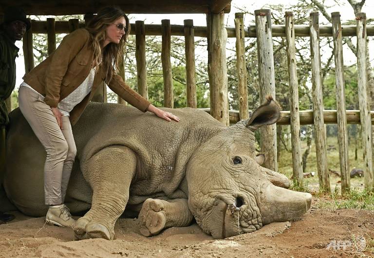 White rhino Blank Meme Template