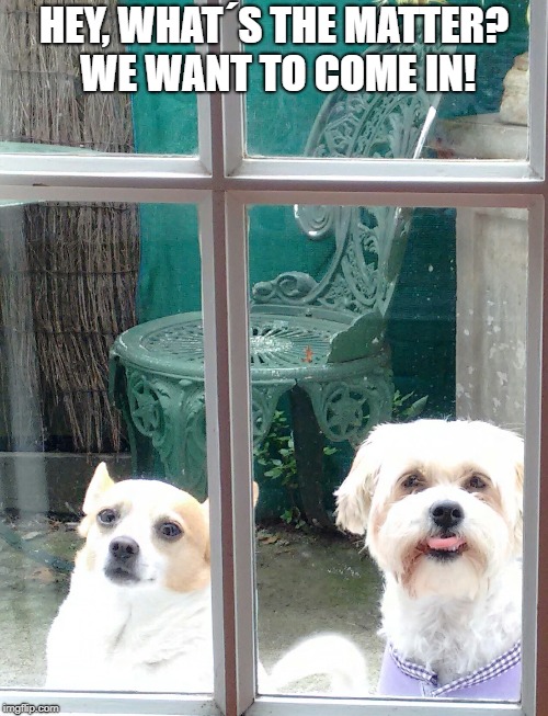 HEY, WHAT´S THE MATTER? WE WANT TO COME IN! | image tagged in memes | made w/ Imgflip meme maker