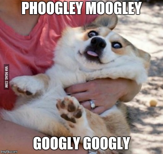 Derp Dog | PHOOGLEY MOOGLEY GOOGLY GOOGLY | image tagged in derp dog | made w/ Imgflip meme maker
