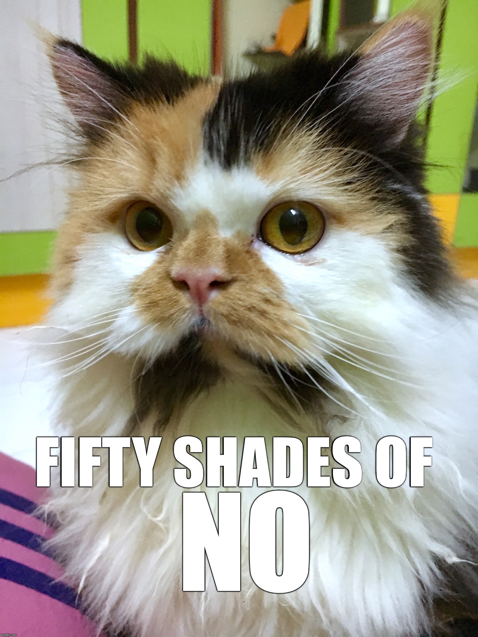 NO; FIFTY SHADES OF | image tagged in coco the cat | made w/ Imgflip meme maker