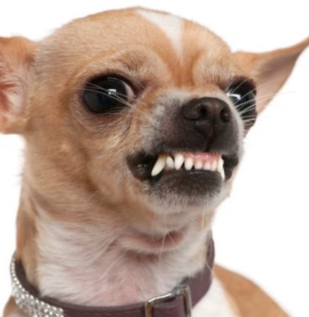 Angry Dog Showing Teeth Blank Meme Template