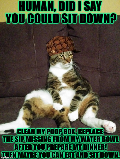 HUMAN, DID I SAY YOU COULD SIT DOWN? CLEAN MY POOP BOX, REPLACE THE SIP MISSING FROM MY WATER BOWL AFTER YOU PREPARE MY DINNER! THEN MAYBE YOU CAN EAT AND SIT DOWN. | image tagged in lazy turd,scumbag | made w/ Imgflip meme maker