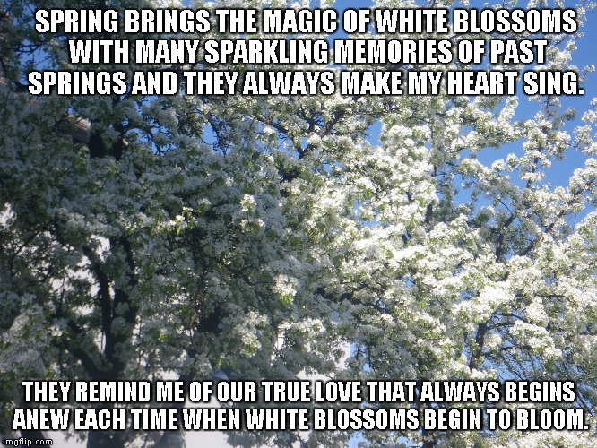 Magic of White Blossoms | SPRING BRINGS THE MAGIC OF WHITE BLOSSOMS WITH MANY SPARKLING MEMORIES OF PAST SPRINGS AND THEY ALWAYS MAKE MY HEART SING. THEY REMIND ME OF OUR TRUE LOVE THAT ALWAYS BEGINS ANEW EACH TIME WHEN WHITE BLOSSOMS BEGIN TO BLOOM. | image tagged in magic,whiteblossoms,memories,hearts,love,spring | made w/ Imgflip meme maker
