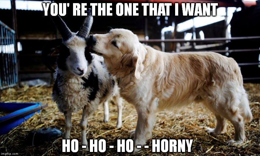 frisky feelings | YOU' RE THE ONE THAT I WANT; HO - HO - HO - - HORNY | image tagged in memes,springtime,frisky,horny,billygoat,greese | made w/ Imgflip meme maker