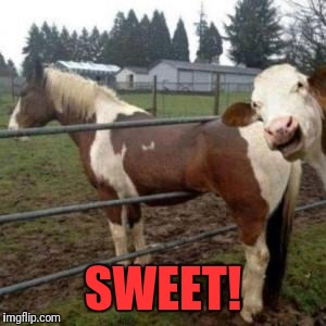 WTF Cow | SWEET! | image tagged in wtf cow | made w/ Imgflip meme maker