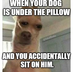 All dog owners have done this. | WHEN YOUR DOG IS UNDER THE PILLOW; AND YOU ACCIDENTALLY SIT ON HIM. | image tagged in dog,funny,funny memes | made w/ Imgflip meme maker