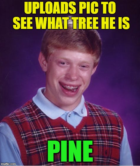 Bad Luck Brian Meme | UPLOADS PIC TO SEE WHAT TREE HE IS PINE | image tagged in memes,bad luck brian | made w/ Imgflip meme maker