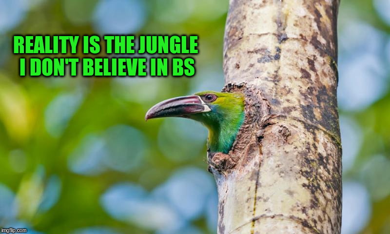 Free Bird | REALITY IS THE JUNGLE I DON'T BELIEVE IN BS | image tagged in jungle,bird | made w/ Imgflip meme maker