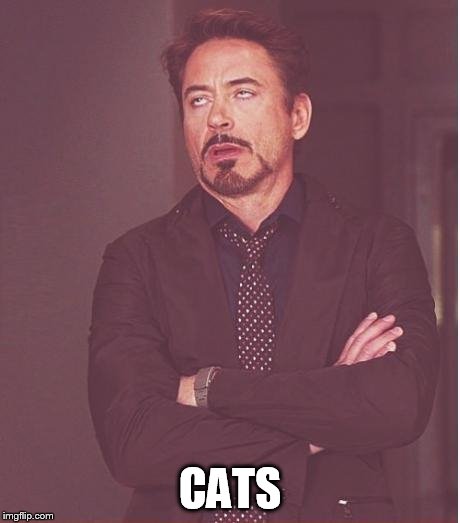 Face You Make Robert Downey Jr Meme | CATS | image tagged in memes,face you make robert downey jr | made w/ Imgflip meme maker